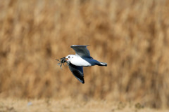 ズグロカモメ蟹ゲット