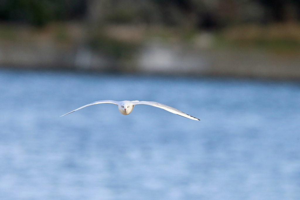 正面シリーズその12