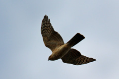 たぶんハイタカ