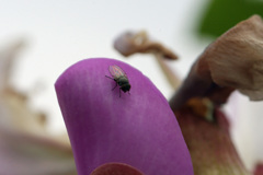 ピンクと黒い点