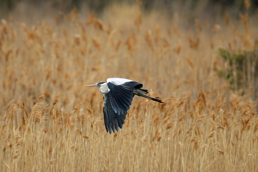 葦原の上をアオサギさん