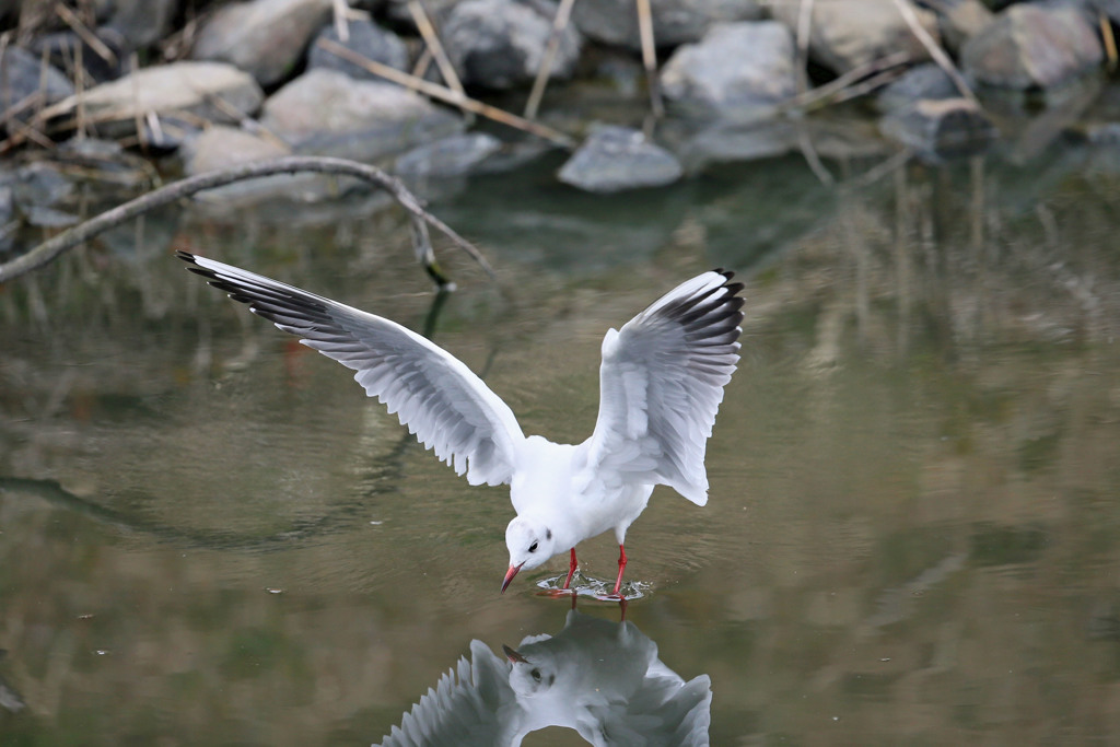 ユリカモメ着水