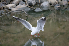 ユリカモメ着水