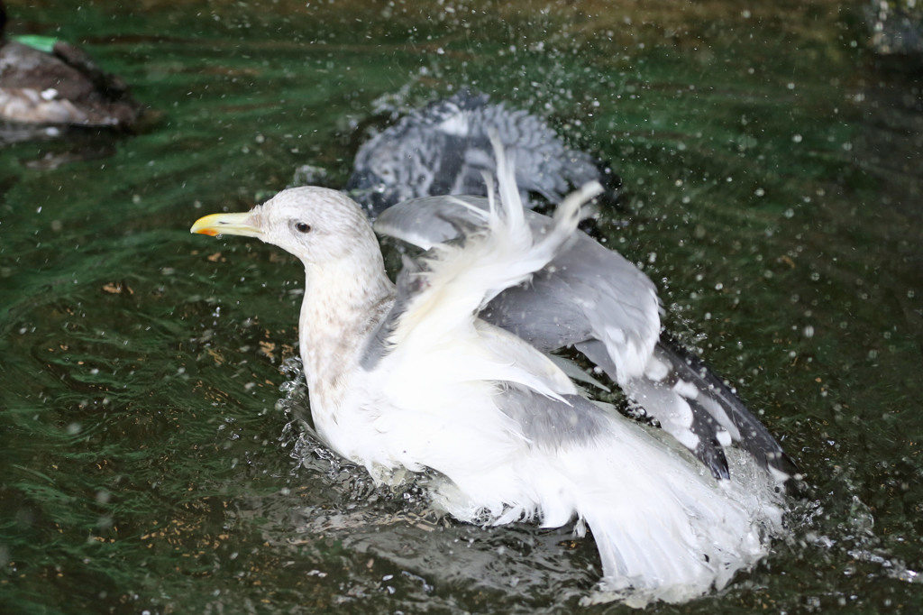 寒いのに水浴び