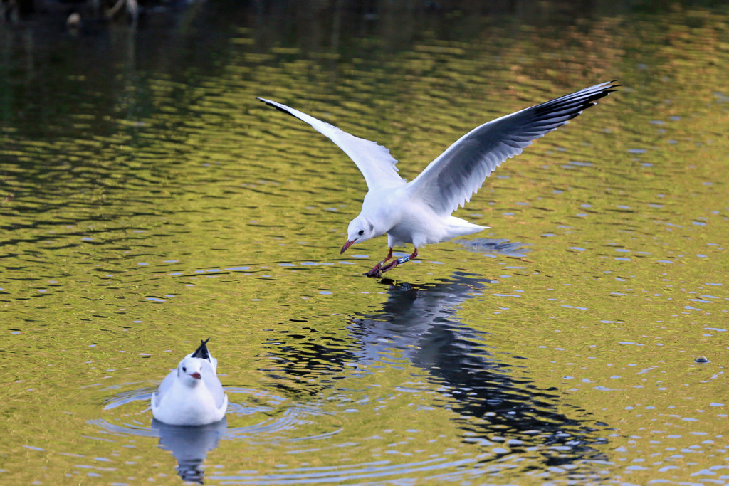ユリカモメ着水