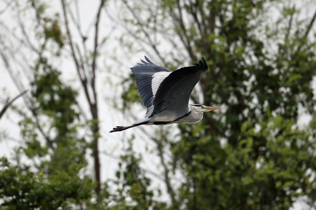 アオサギ定番写真
