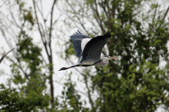 アオサギ定番写真