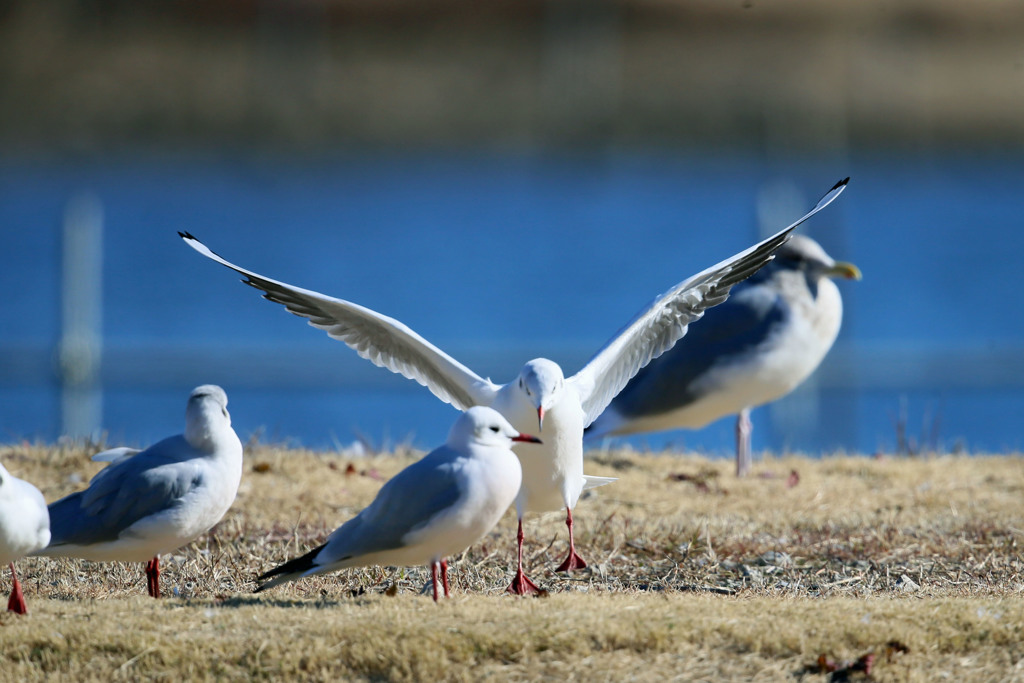 着地邪魔するユリカモメ