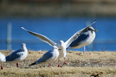 着地邪魔するユリカモメ