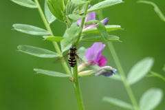 今年初めてハナアブ君-1