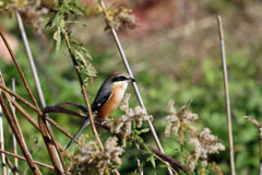 モズさん定番写真