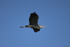 アオサギ流し鳥