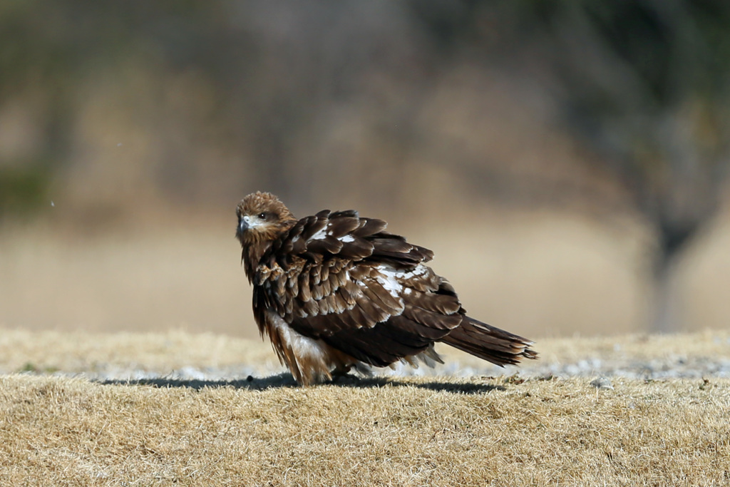 トビも寒いと丸くなる