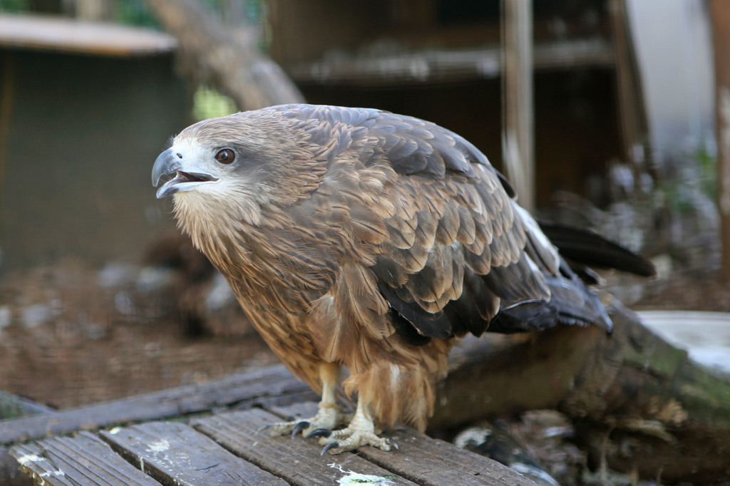 トビさん鳴いております