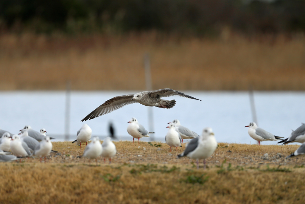 ユリカモメ邪魔する