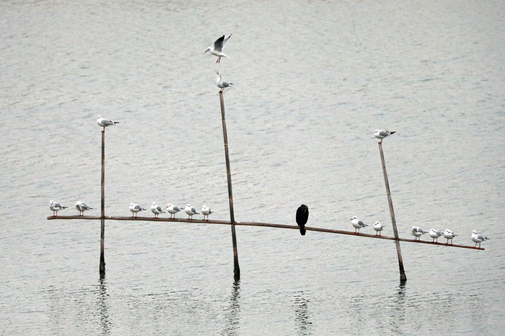 カワウさん一人ぼっち