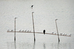 カワウさん一人ぼっち
