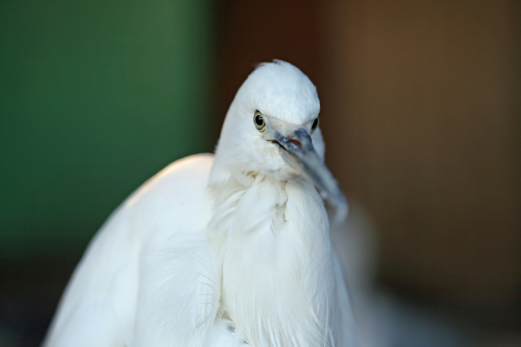 コサギポートレイト-1