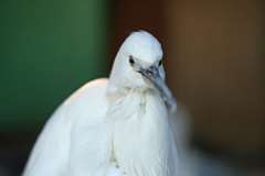 コサギポートレイト-1