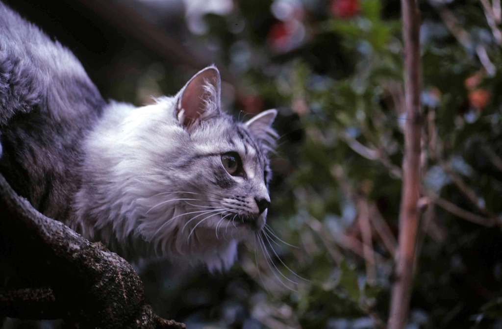 にゃにゃのポートレート-4