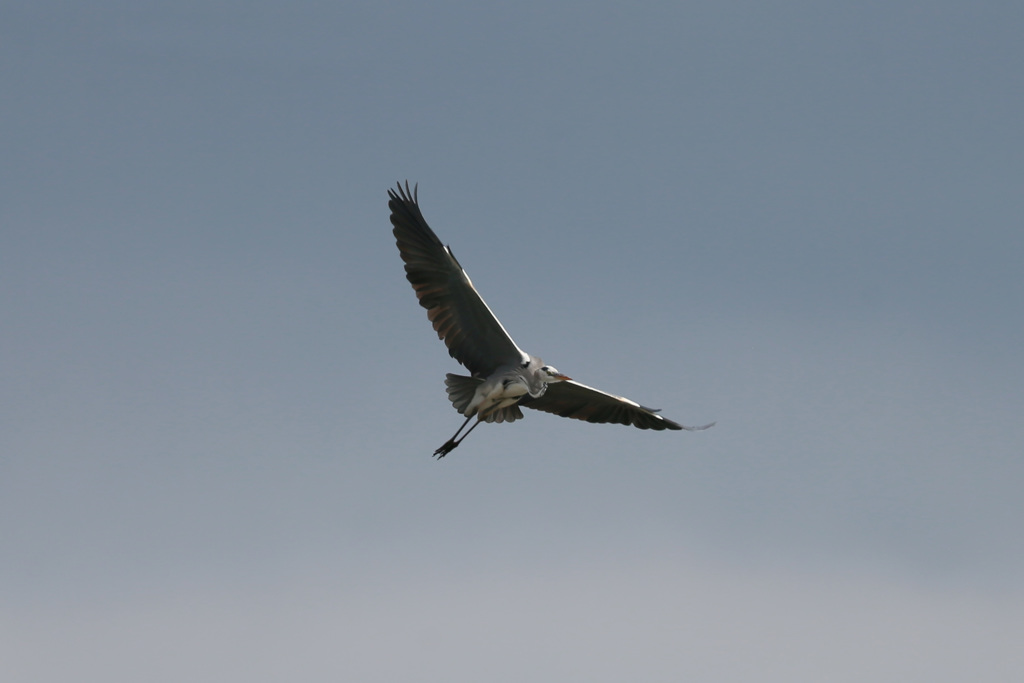 アオサギの飛び方-1