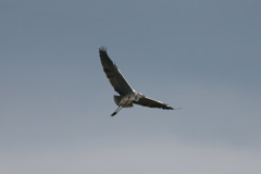 アオサギの飛び方-1