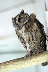 僕三番めにかっこいいです