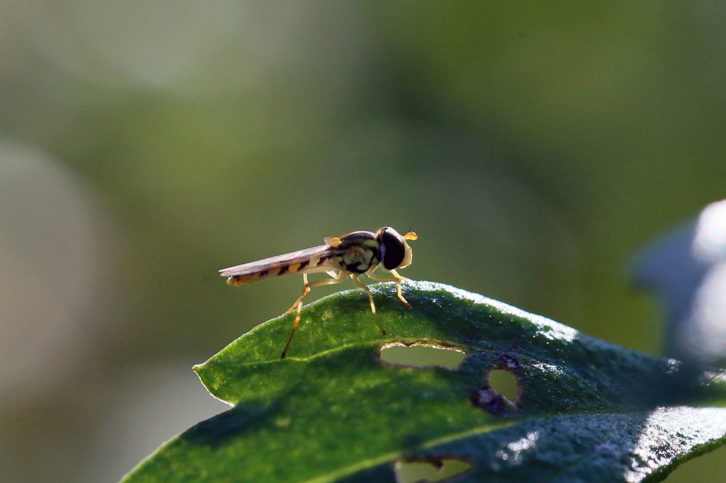 朝日のな～かで微笑んで～