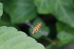 ハナアブ君飛行中