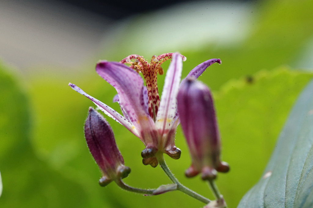 鳴き方教えるお母さん
