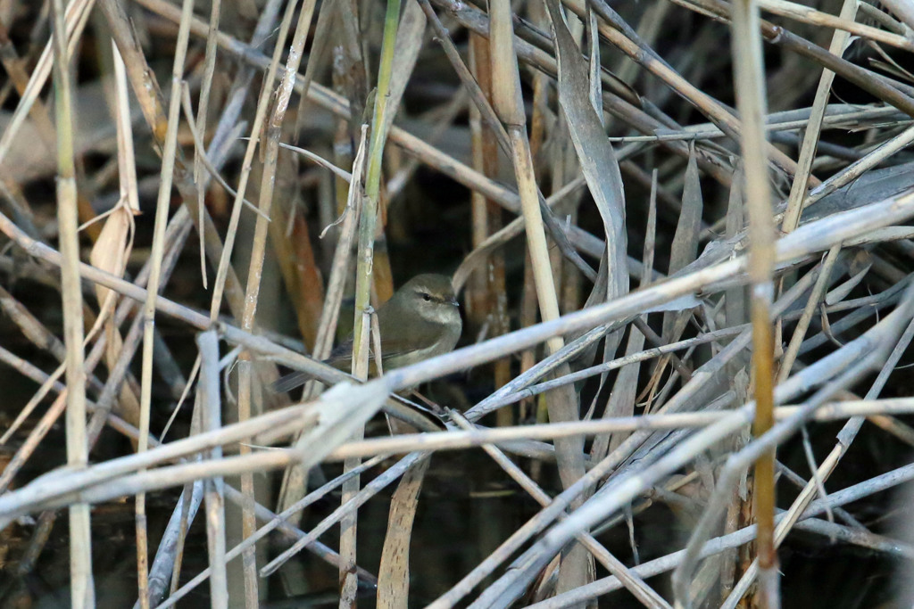恥ずかしがらずに出ておいで