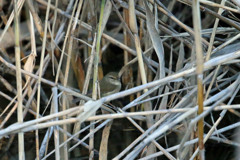 恥ずかしがらずに出ておいで