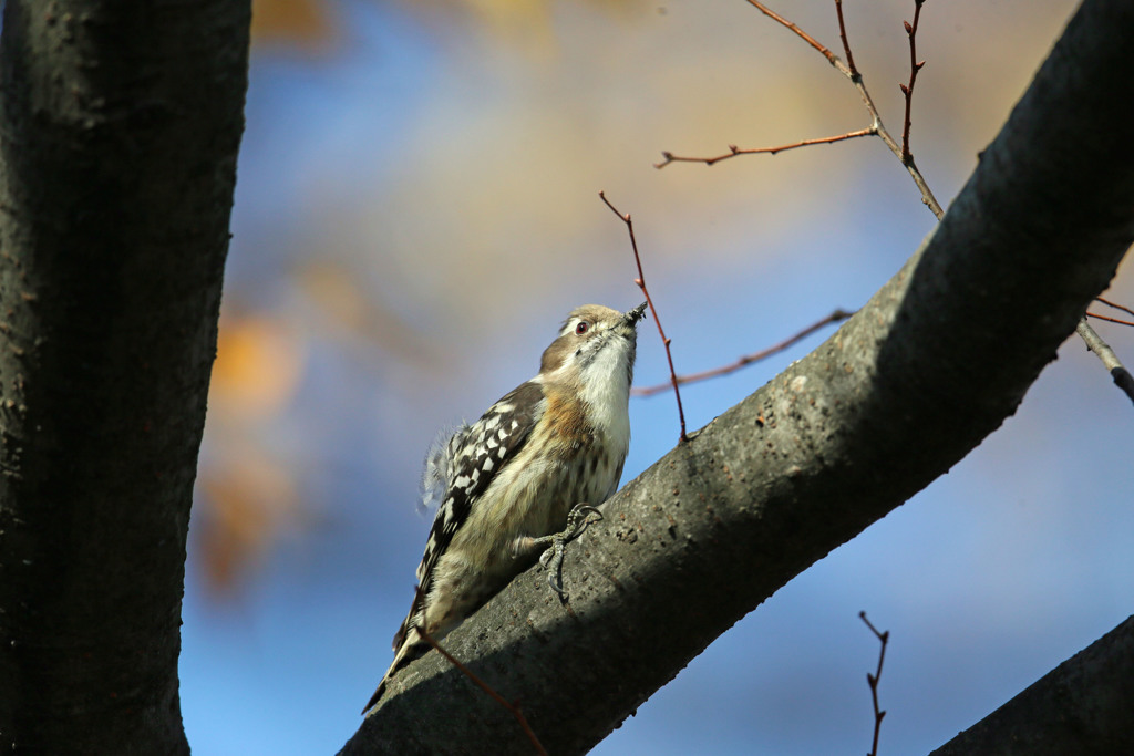 上見るコゲラ