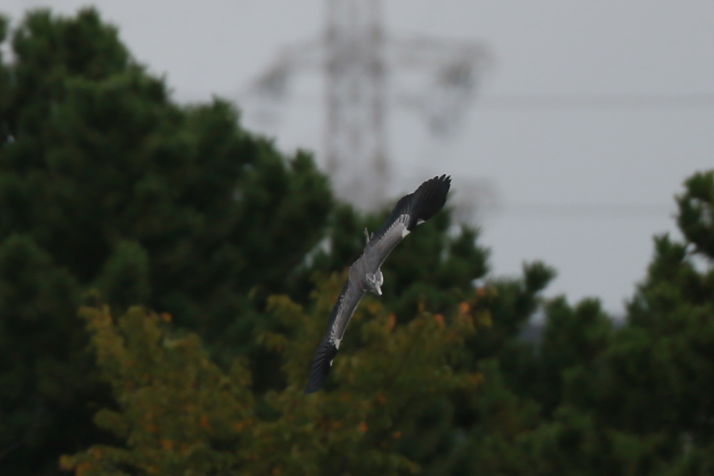 急降下背中から