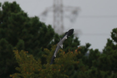 急降下背中から