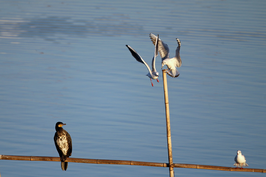 あきれるカワウさん
