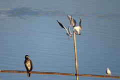あきれるカワウさん