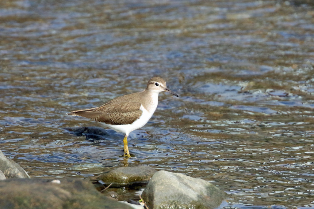 イソシギポーズその2