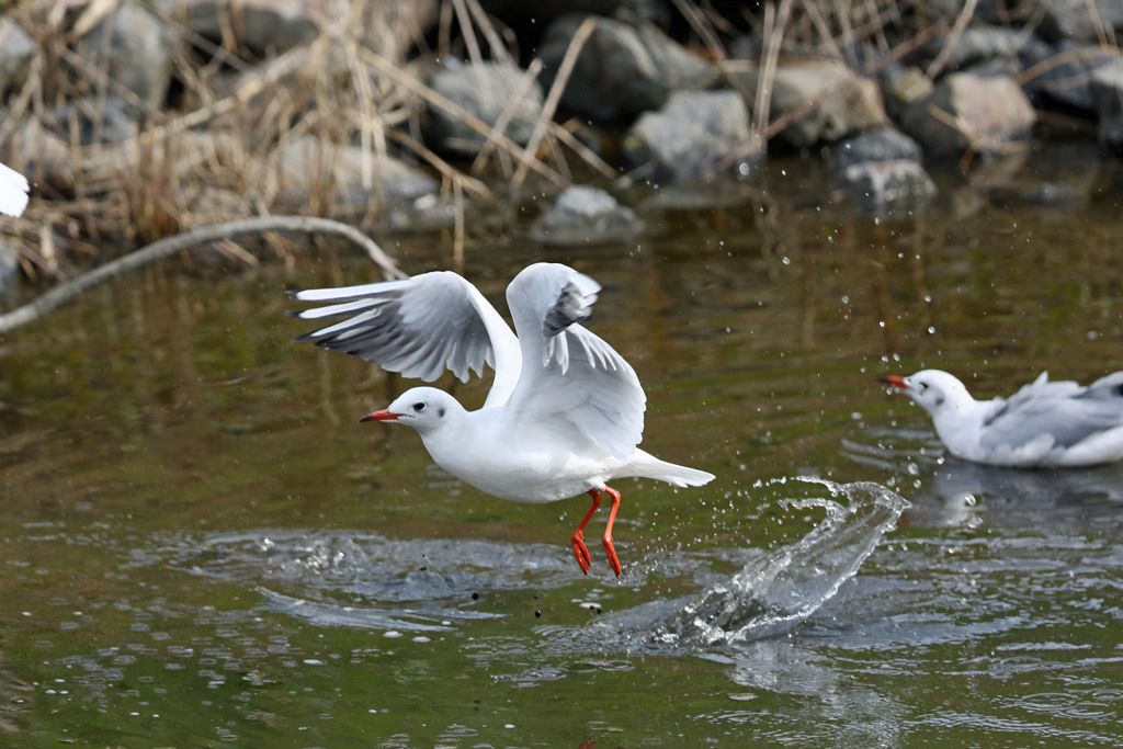 ユリカモメ飛び出し