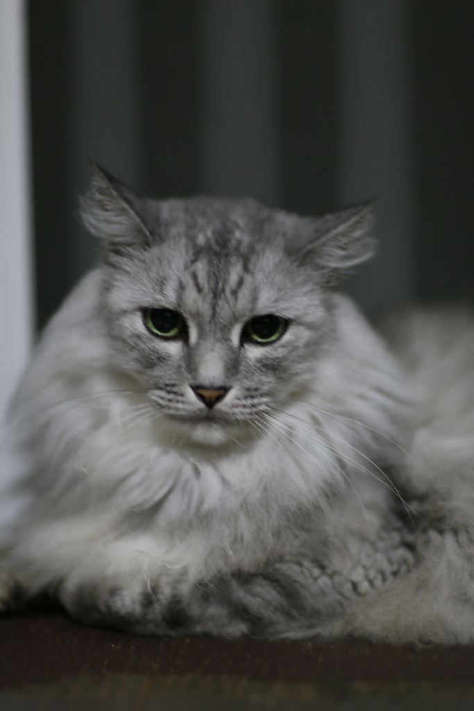 正面顔可愛いかにゃ