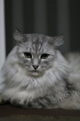 正面顔可愛いかにゃ