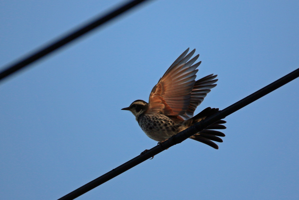 ツグミ飛び出し