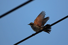 ツグミ飛び出し