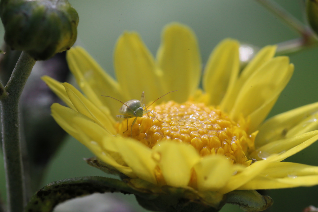 黄色いステージ
