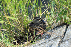 こんなに大きくなりました