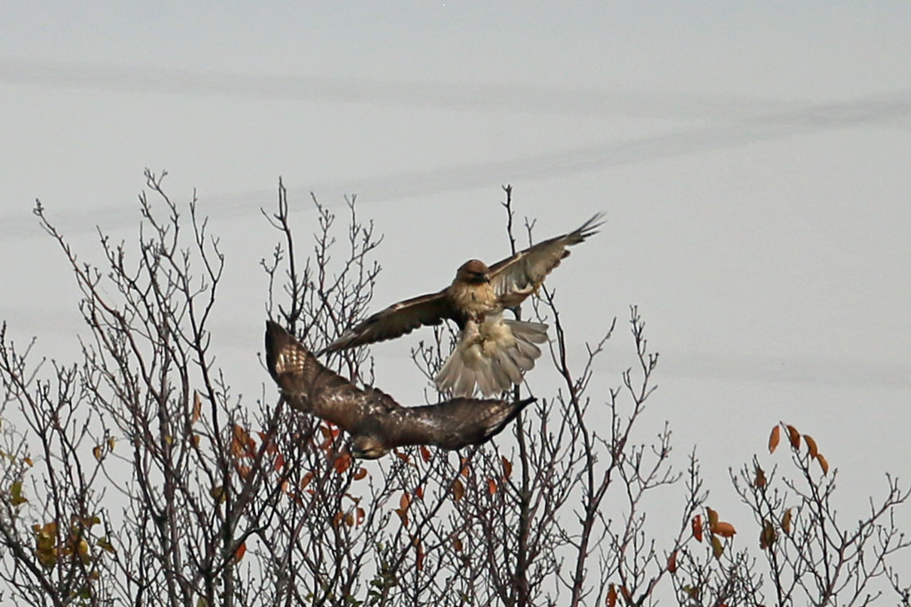 ノスリがセーフ