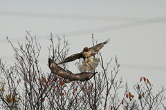 ノスリがセーフ