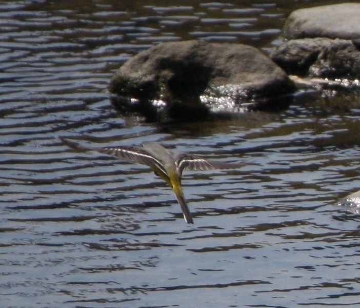 キセキレイゲット