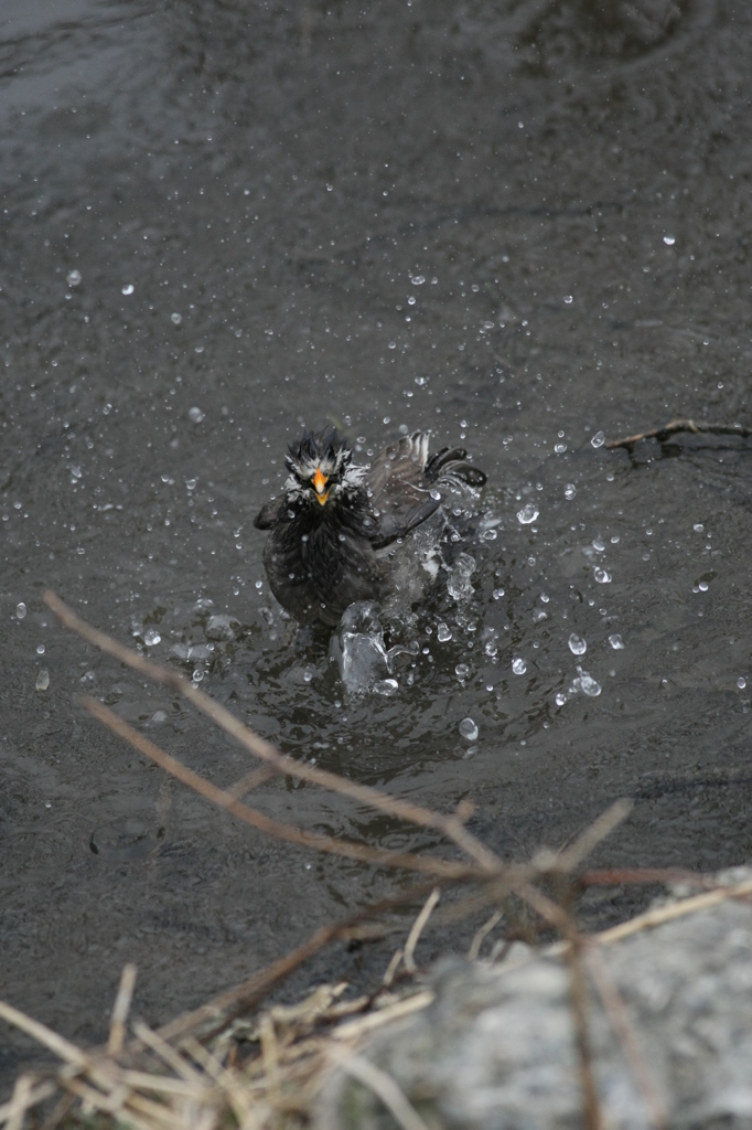 水浴び気持ちいけん