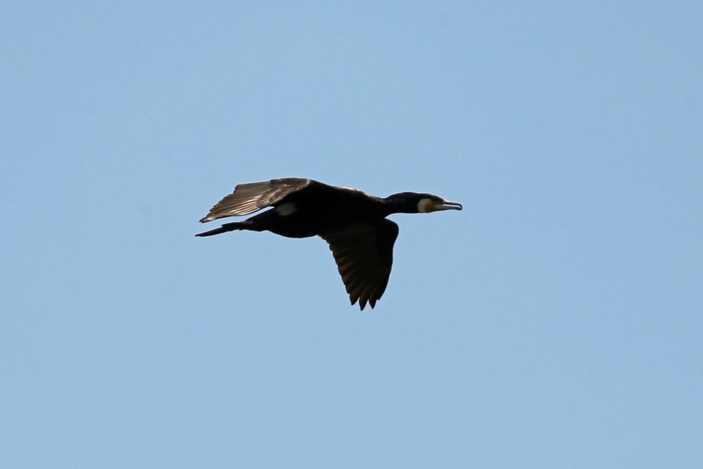 日差しを浴びて
